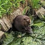 Außergewöhnliche Entdeckung: Süßer Biber in Dinslaken gesichtet