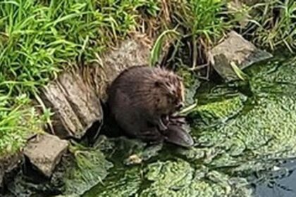 Außergewöhnliche Entdeckung: Süßer Biber in Dinslaken gesichtet