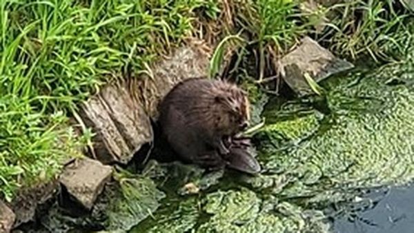 Außergewöhnliche Entdeckung: Süßer Biber in Dinslaken gesichtet