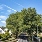 Bahnhofstraße in Voerde: Große Sorge um Fortbestand der Allee