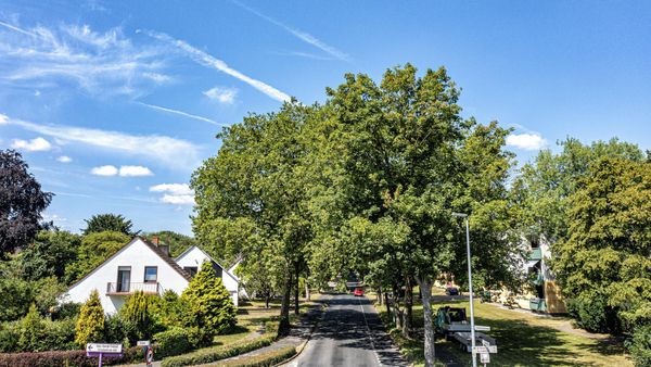 Bahnhofstraße in Voerde: Große Sorge um Fortbestand der Allee