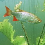 Dinslaken und Voerde: Rotfeder vermehrt sich in der renaturierten Emscher