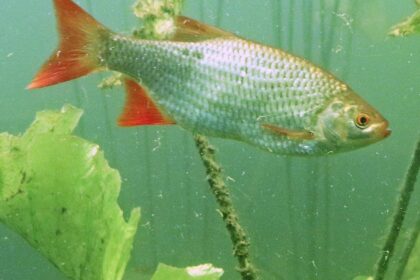 Dinslaken und Voerde: Rotfeder vermehrt sich in der renaturierten Emscher