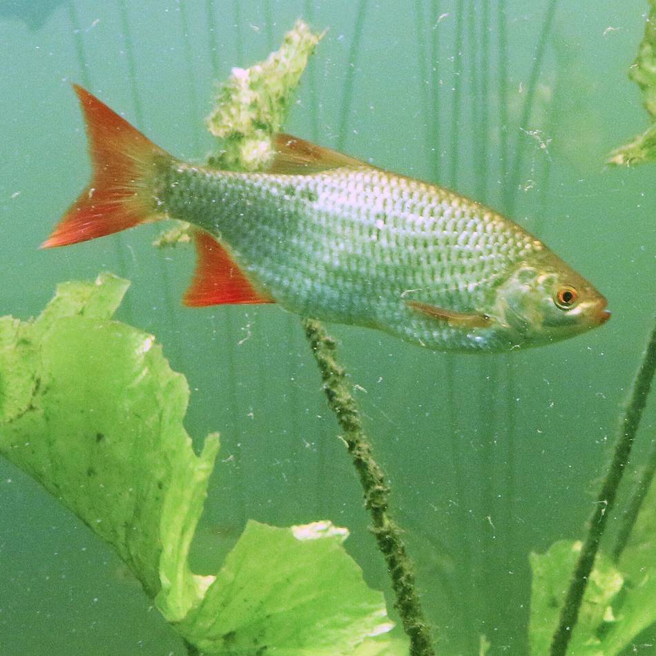 Dinslaken und Voerde: Rotfeder vermehrt sich in der renaturierten Emscher