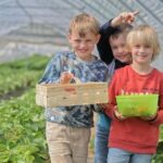 Erdbeeren selbst pflücken: Frisch vom Feld in Wesel und Umgebung