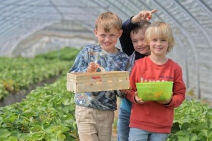 Erdbeeren selbst pflücken: Frisch vom Feld in Wesel und Umgebung