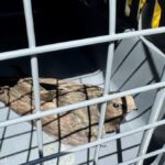 Feuerwehr Dinslaken rettet kleinen Vogel aus misslicher Lage