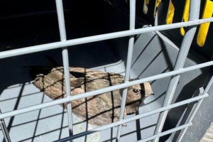 Feuerwehr Dinslaken rettet kleinen Vogel aus misslicher Lage