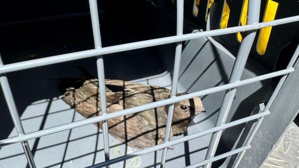 Feuerwehr Dinslaken rettet kleinen Vogel aus misslicher Lage