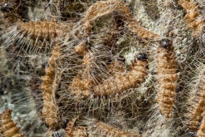 Haare sind giftig: Raupenzeit beginnt – Kreis Wesel sprüht gegen Eichenprozessionsspinner