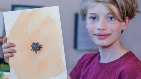 Origami-Künstler: Henning (12) schafft kleine Meisterwerke