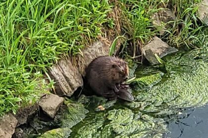 Perfektes Timing: Biber an der Emscher in Dinslaken gesichtet