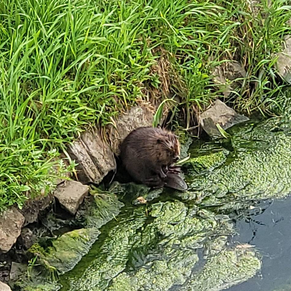 Perfektes Timing: Biber an der Emscher in Dinslaken gesichtet