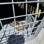 Tierischer Einsatz in Dinslaken: Feuerwehr hilft einem Mauersegler aus der Klemme