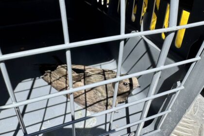 Tierischer Einsatz in Dinslaken: Feuerwehr hilft einem Mauersegler aus der Klemme