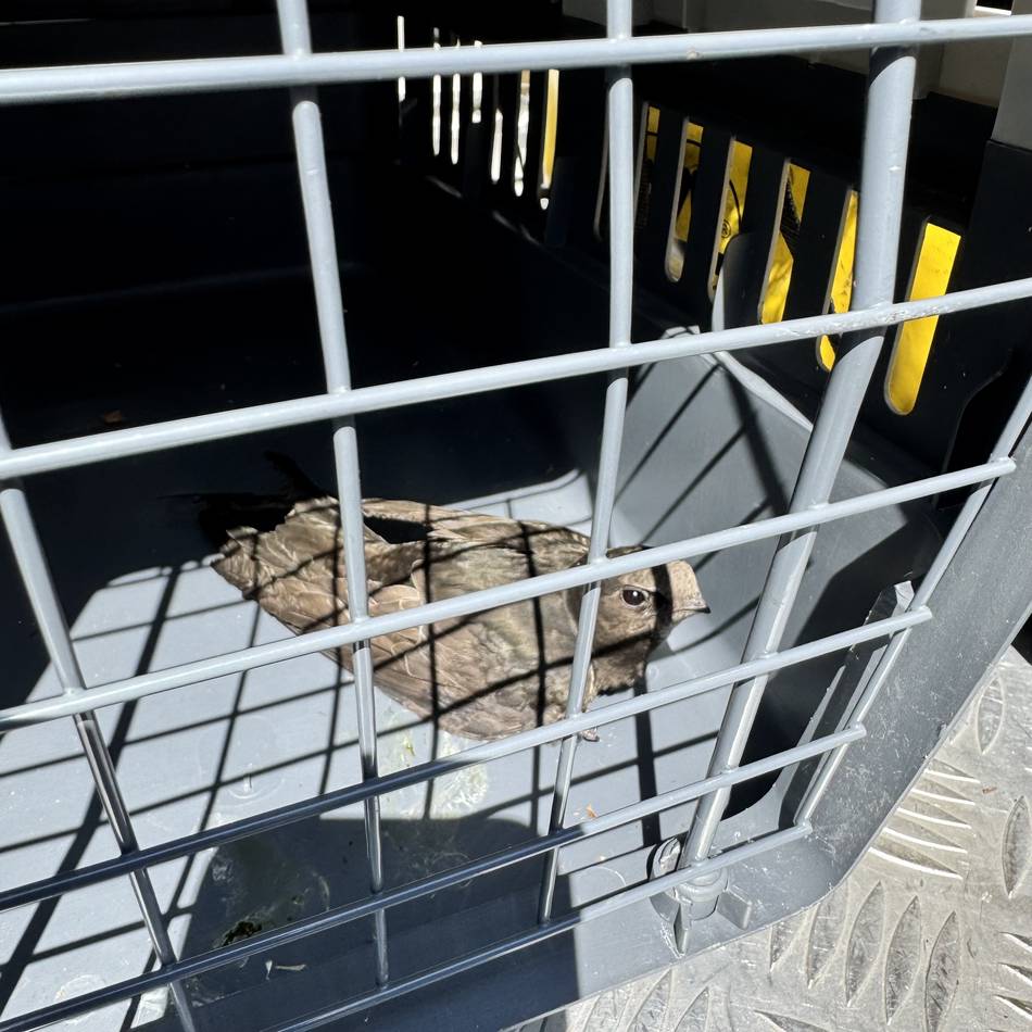 Tierischer Einsatz in Dinslaken: Feuerwehr hilft einem Mauersegler aus der Klemme