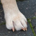 Vierbeiner in Voerde: Hündin Kaya klemmt Pfote am Autositz ein – Feuerwehr muss schneiden