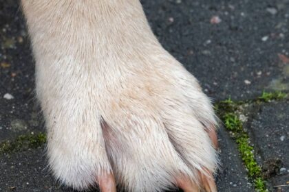 Vierbeiner in Voerde: Hündin Kaya klemmt Pfote am Autositz ein – Feuerwehr muss schneiden