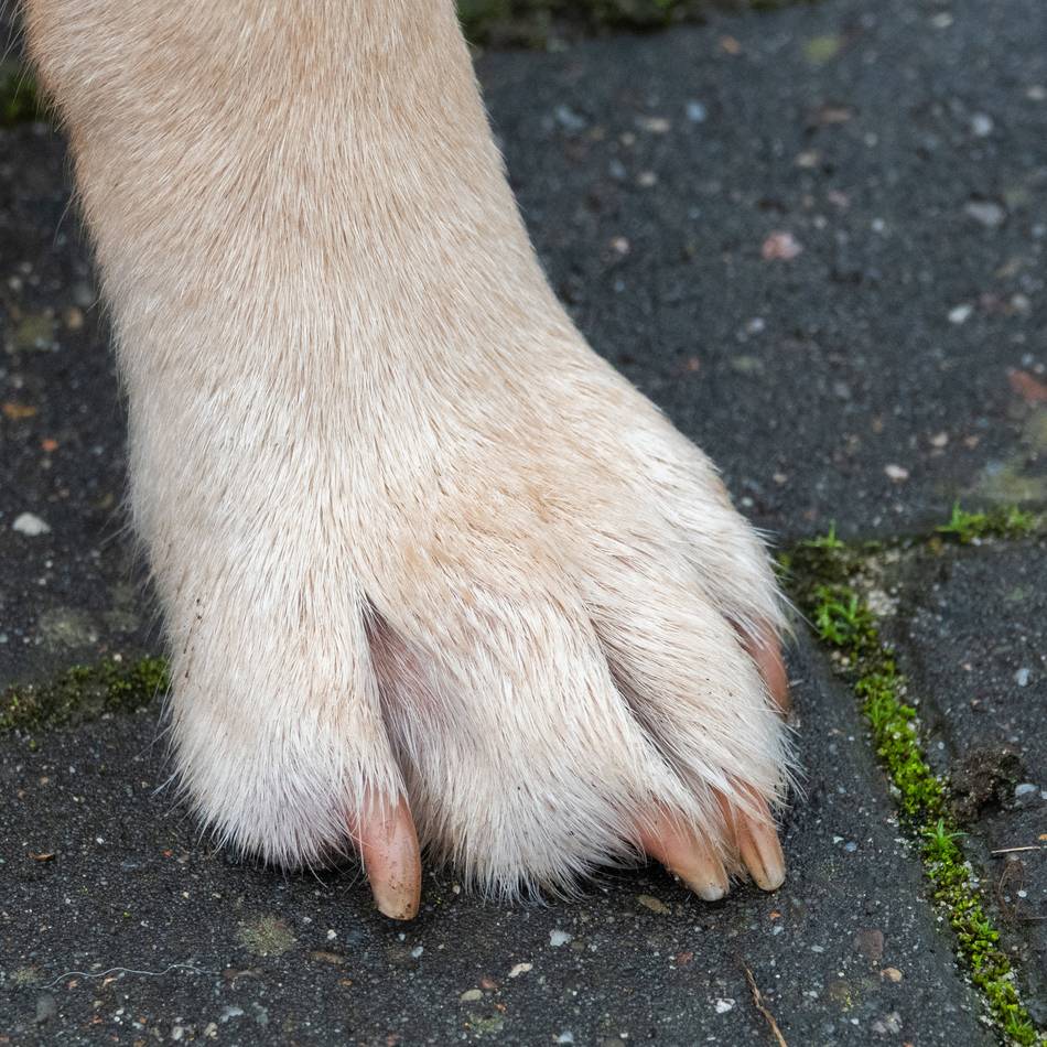 Vierbeiner in Voerde: Hündin Kaya klemmt Pfote am Autositz ein – Feuerwehr muss schneiden