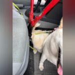 Voerder Feuerwehr rettet Hündin Kaya – Tierarzt musste helfen