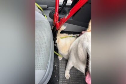 Voerder Feuerwehr rettet Hündin Kaya – Tierarzt musste helfen