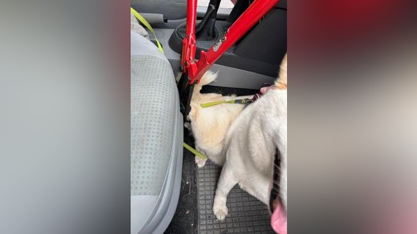 Voerder Feuerwehr rettet Hündin Kaya – Tierarzt musste helfen