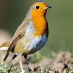 Vogel in Not gefunden: Wie man jetzt helfen kann