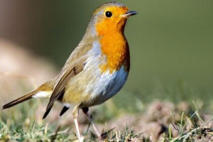 Vogel in Not gefunden: Wie man jetzt helfen kann