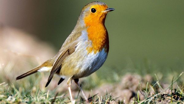 Vogel in Not gefunden: Wie man jetzt helfen kann