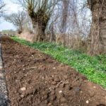 Wirtschaftsweg ausgebaut: „Tausende Frühblüher zerstört“