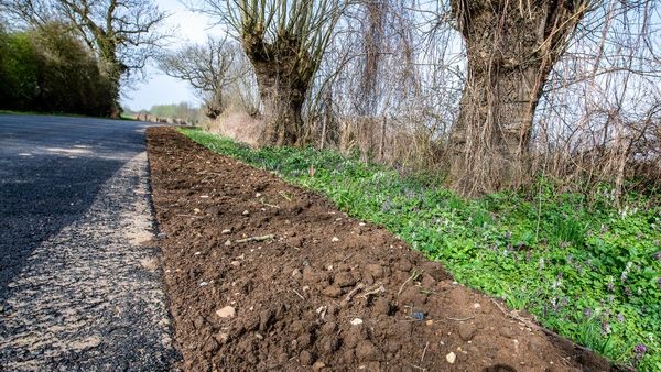 Wirtschaftsweg ausgebaut: „Tausende Frühblüher zerstört“