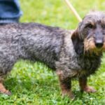 Dackel im Trend: Was die Hunderasse besonders macht