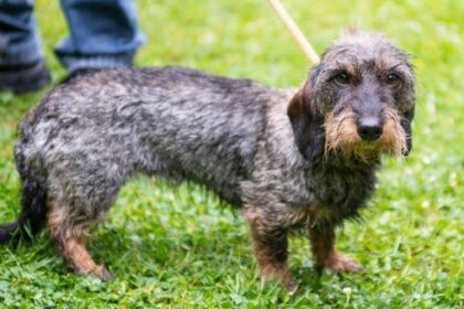 Dackel im Trend: Was die Hunderasse besonders macht