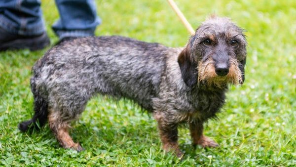 Dackel im Trend: Was die Hunderasse besonders macht