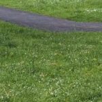 „Ein Riesen-Geschnatter“: Zwei Gänse verzaubern Lohberg