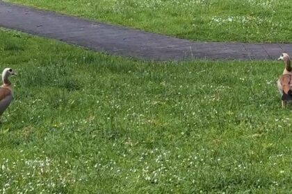 „Ein Riesen-Geschnatter“: Zwei Gänse verzaubern Lohberg