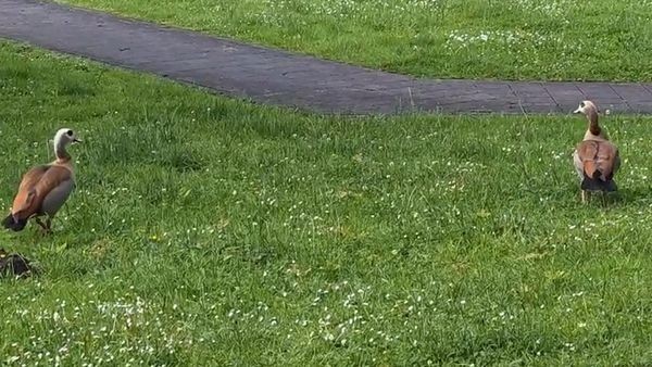 „Ein Riesen-Geschnatter“: Zwei Gänse verzaubern Lohberg