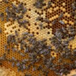 Einsatz in Dinslaken: Feuerwehr löscht brennende Bienenstöcke – Bewohner zeigen sich kooperativ