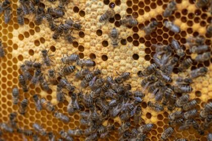 Einsatz in Dinslaken: Feuerwehr löscht brennende Bienenstöcke – Bewohner zeigen sich kooperativ