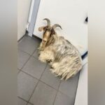 Entlaufener Ziegenbock landet in Dinslakener Tankstelle