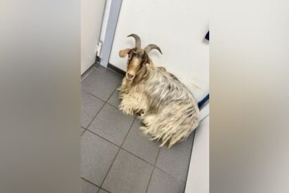 Entlaufener Ziegenbock landet in Dinslakener Tankstelle