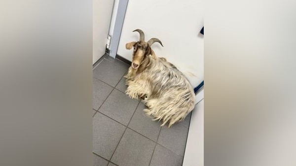 Entlaufener Ziegenbock landet in Dinslakener Tankstelle