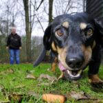 Erneut Giftköder in Dinslaken: „Passt auf eure Hunde auf“