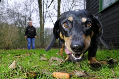 Erneut Giftköder in Dinslaken: „Passt auf eure Hunde auf“