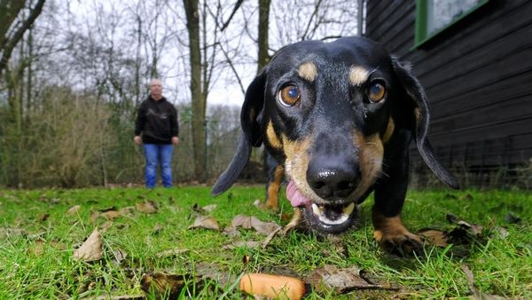 Erneut Giftköder in Dinslaken: „Passt auf eure Hunde auf“