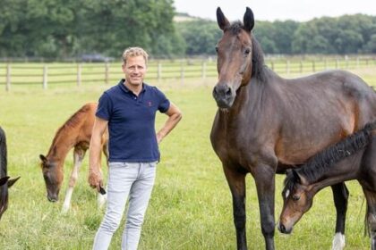 Fohlenschau in Hünxe: 100 junge Pferde stehen im Rampenlicht