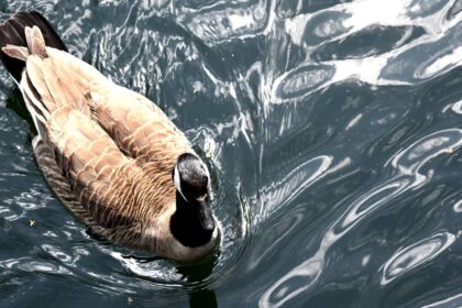 Im ehemaligen Freibad Hiesfeld: Feuerwehr befreit Kanadagans von Angelhaken