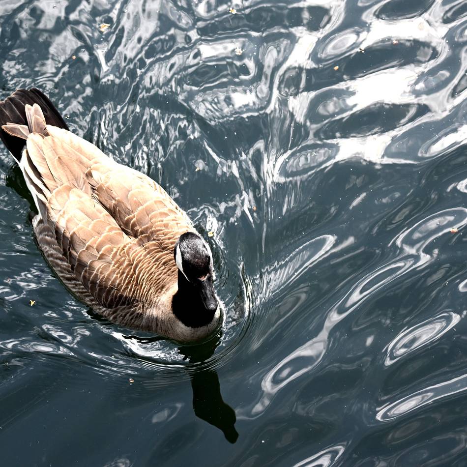 Im ehemaligen Freibad Hiesfeld: Feuerwehr befreit Kanadagans von Angelhaken