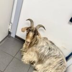 In einer Dinslakener Tankstelle: Kein Bock auf Benzin – Ziegenbock wird von Polizei abgeführt