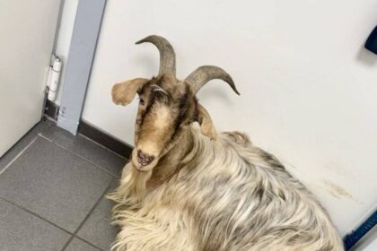 In einer Dinslakener Tankstelle: Kein Bock auf Benzin – Ziegenbock wird von Polizei abgeführt